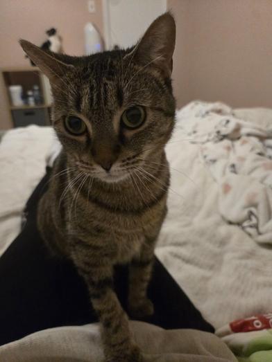 Tiki — thumbnail 5