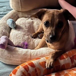 Enlarge Cyborg (Winston), a Adoptable Chihuahua in Buellton, CA image 1/6