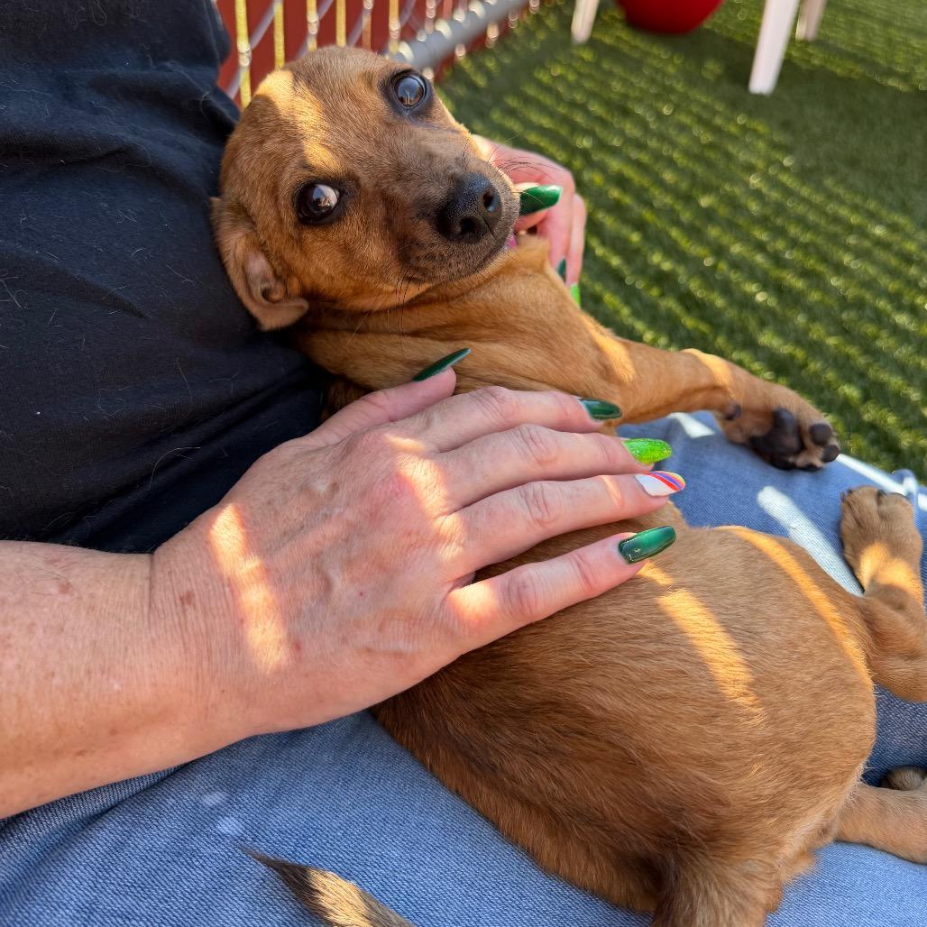 Cyborg, Adoptable, Puppy Male Chihuahua.