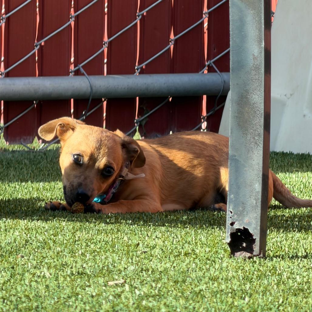 Enlarge Cyborg (Winston), a Adoptable Chihuahua in Buellton, CA image 3/6