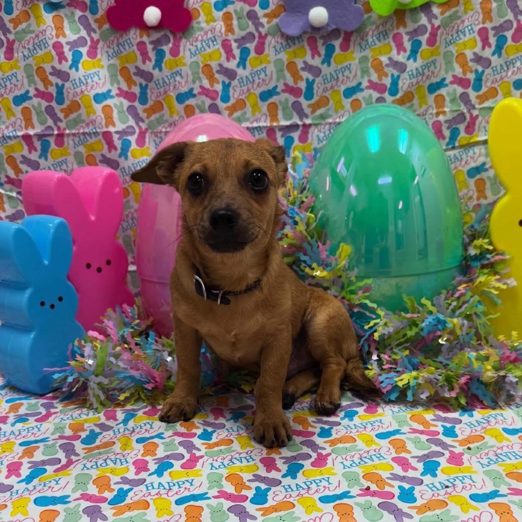 Enlarge Cyborg, a Adoptable Chihuahua in Buellton, CA image 3/6