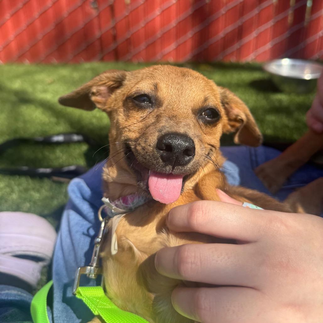 Enlarge Cyborg (Winston), a Adoptable Chihuahua in Buellton, CA image 4/6