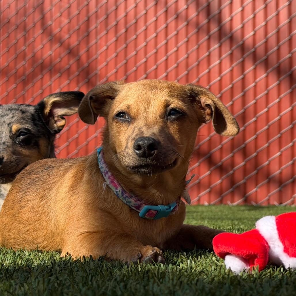 Enlarge Cyborg (Winston), a Adoptable Chihuahua in Buellton, CA image 5/6