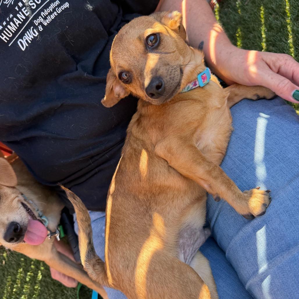 Enlarge Cyborg (Winston), a Adoptable Chihuahua in Buellton, CA image 6/6