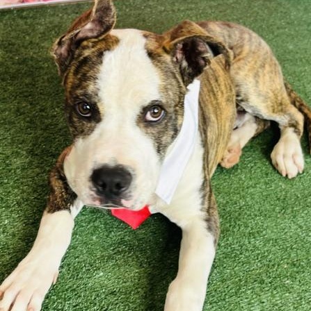 Eascal, Adopted, Young Male American Bully.