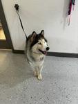 Athena A2026463, Adoptable, Adult Male Husky.