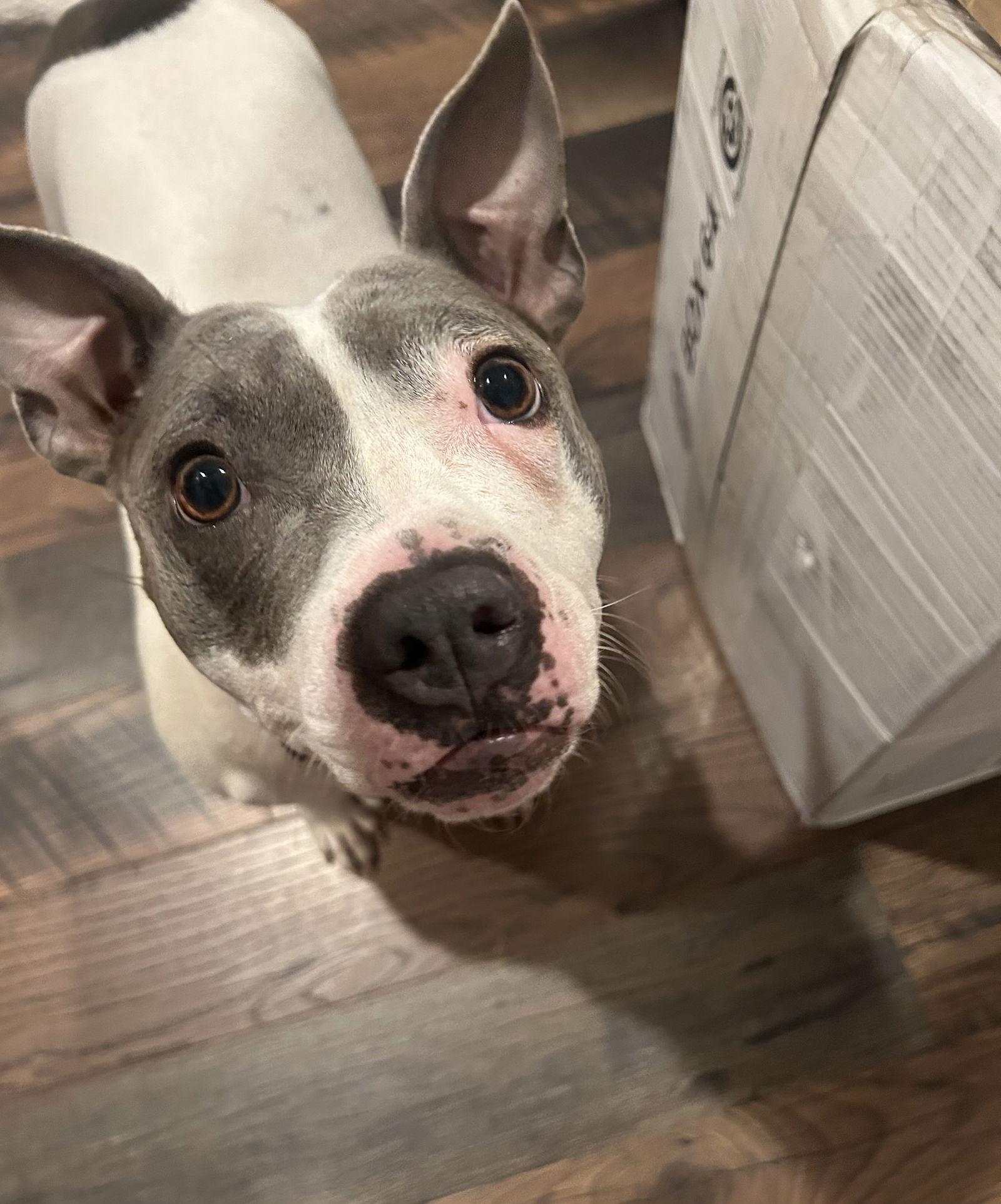 Prin, Adopted, Adult Female Terrier.