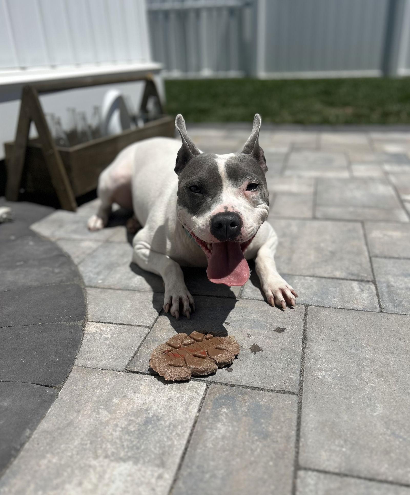 Enlarge Prin, a Adopted Terrier in Cape May Court House, NJ image 2/3