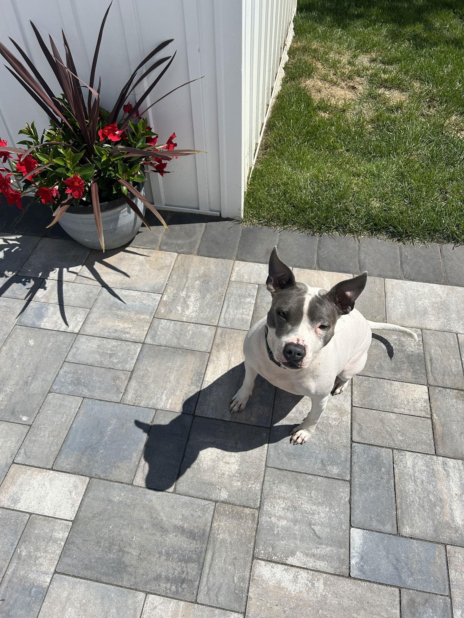 Enlarge Prin, a Adopted Terrier in Cape May Court House, NJ image 3/3