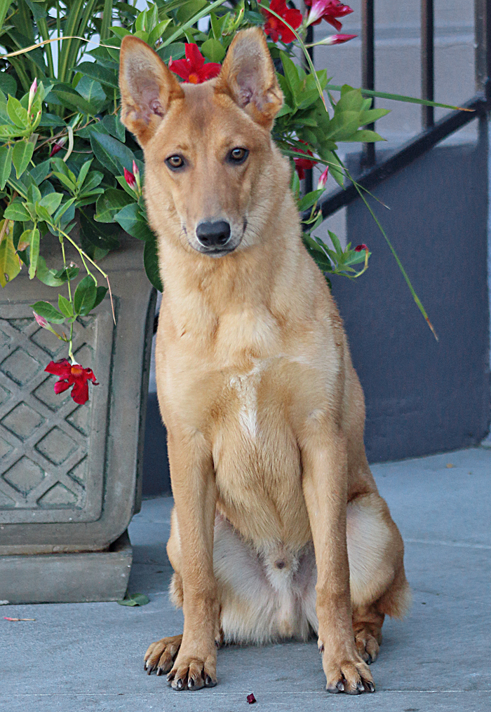 Oso von Olching"+, a Adoptable mixed breed in Los Angeles, CA image 2/11