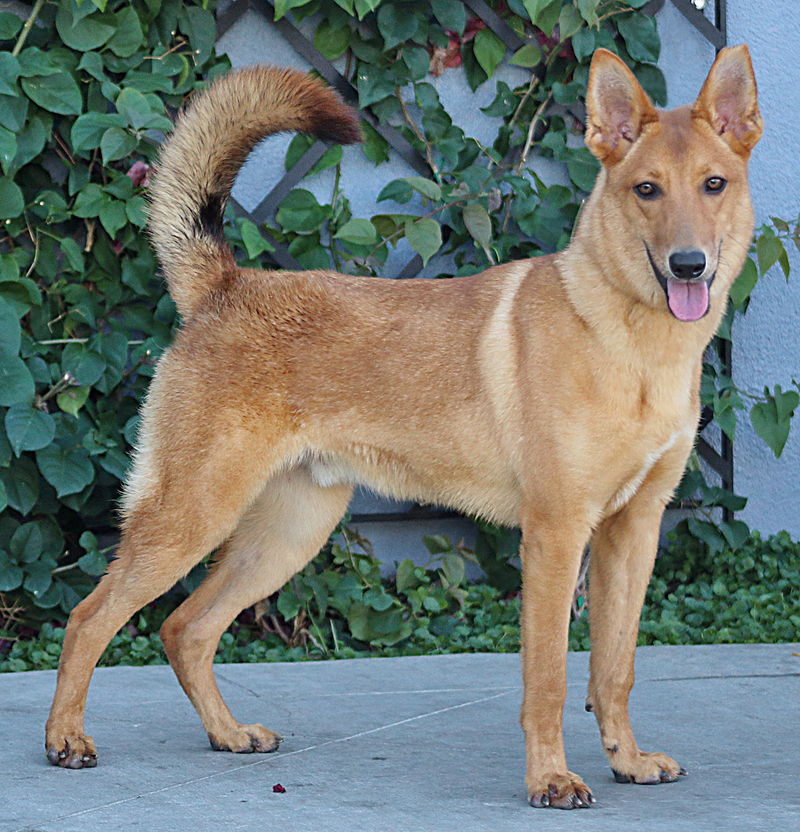 Oso von Olching"+, a Adoptable mixed breed in Los Angeles, CA image 3/11