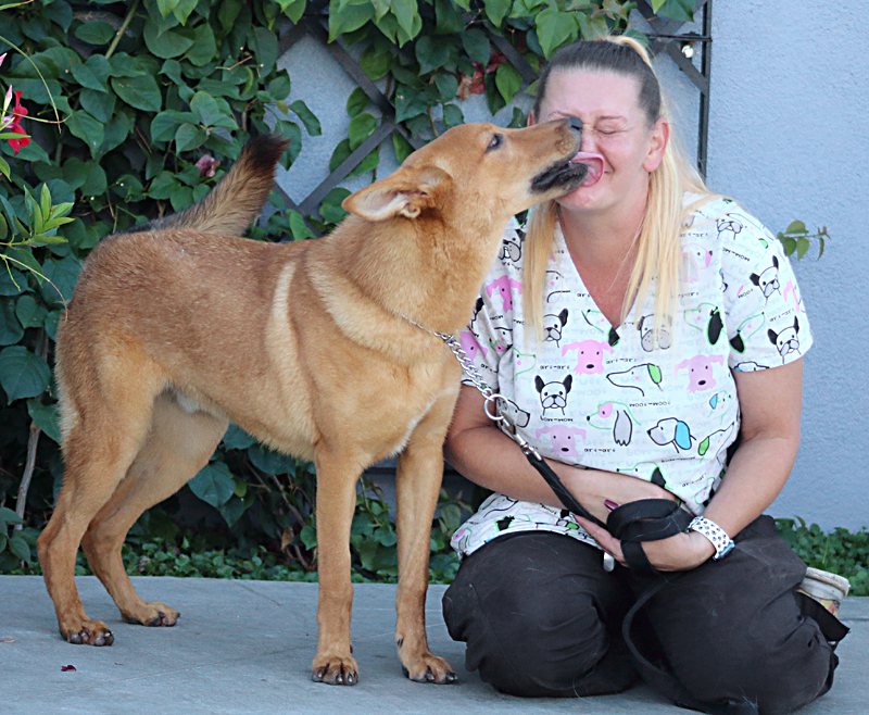 Oso von Olching"+, a Adoptable mixed breed in Los Angeles, CA image 5/11