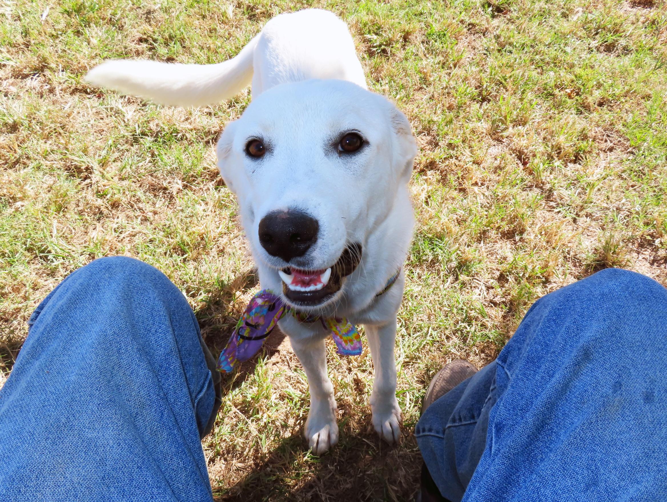 Enlarge Aria 26C-256, a Adopted mixed breed in Rogers, AR image 5/5