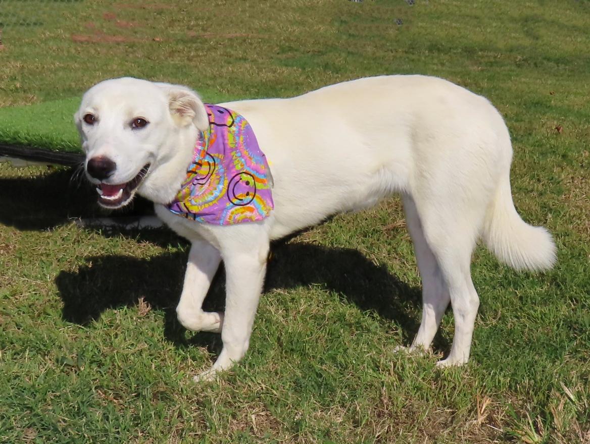 Enlarge Aria 26C-256, a Adopted mixed breed in Rogers, AR image 4/5