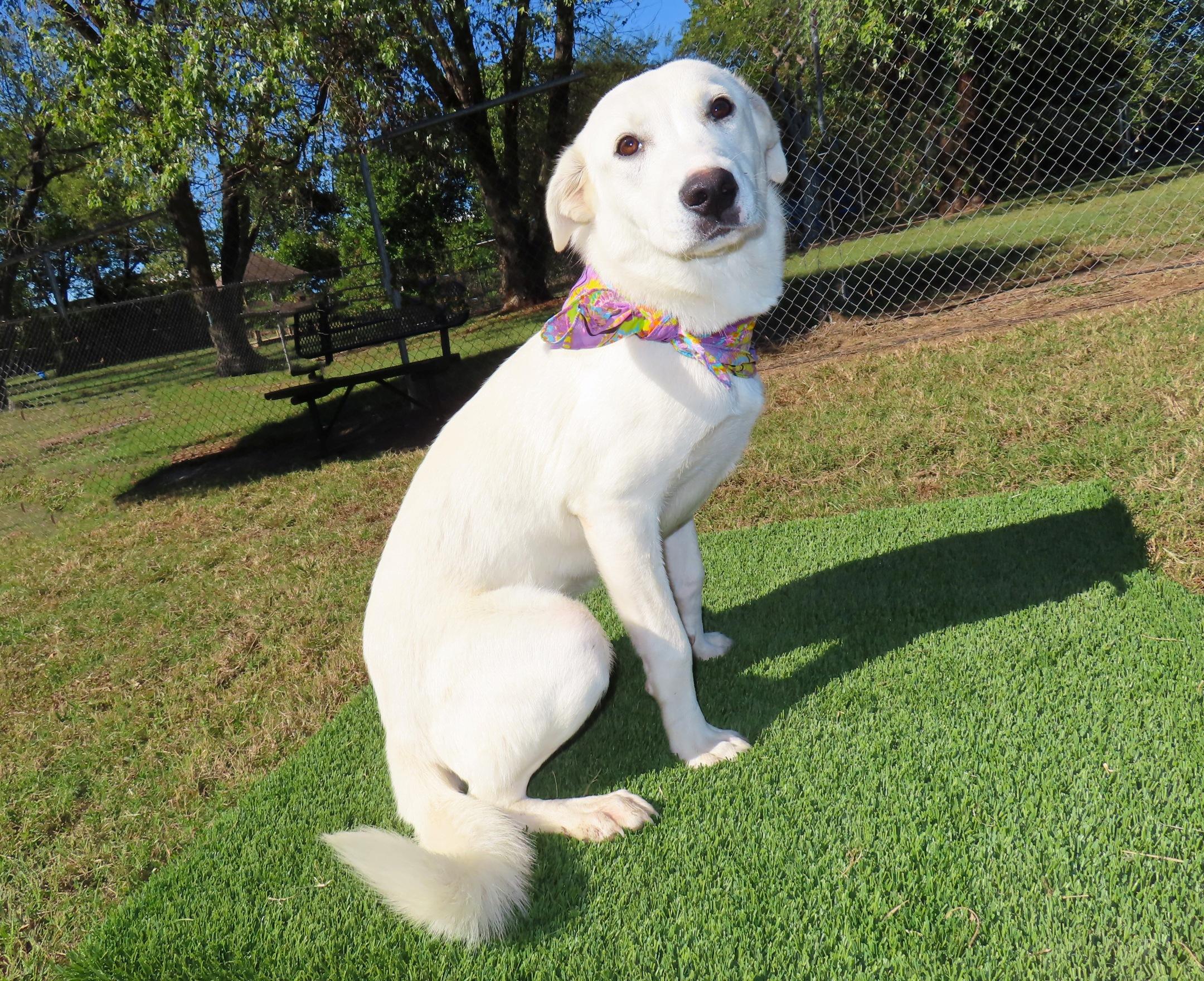 Enlarge Aria 26C-256, a Adopted mixed breed in Rogers, AR image 2/5