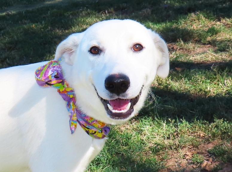 Enlarge Aria 26C-256, a Adopted mixed breed in Rogers, AR image 1/5