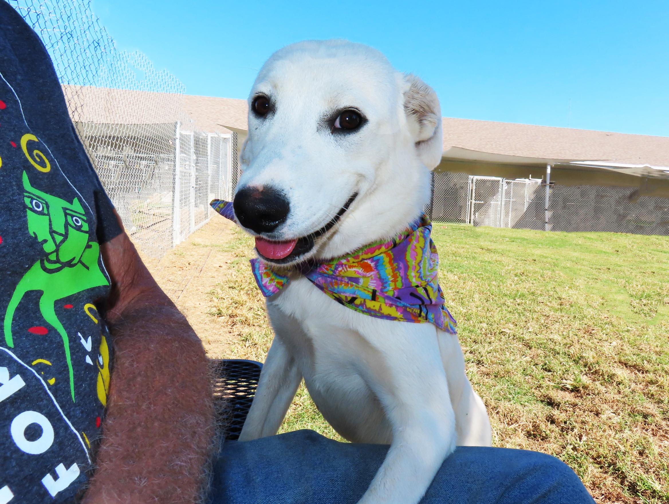 Enlarge Aria 26C-256, a Adopted mixed breed in Rogers, AR image 3/5
