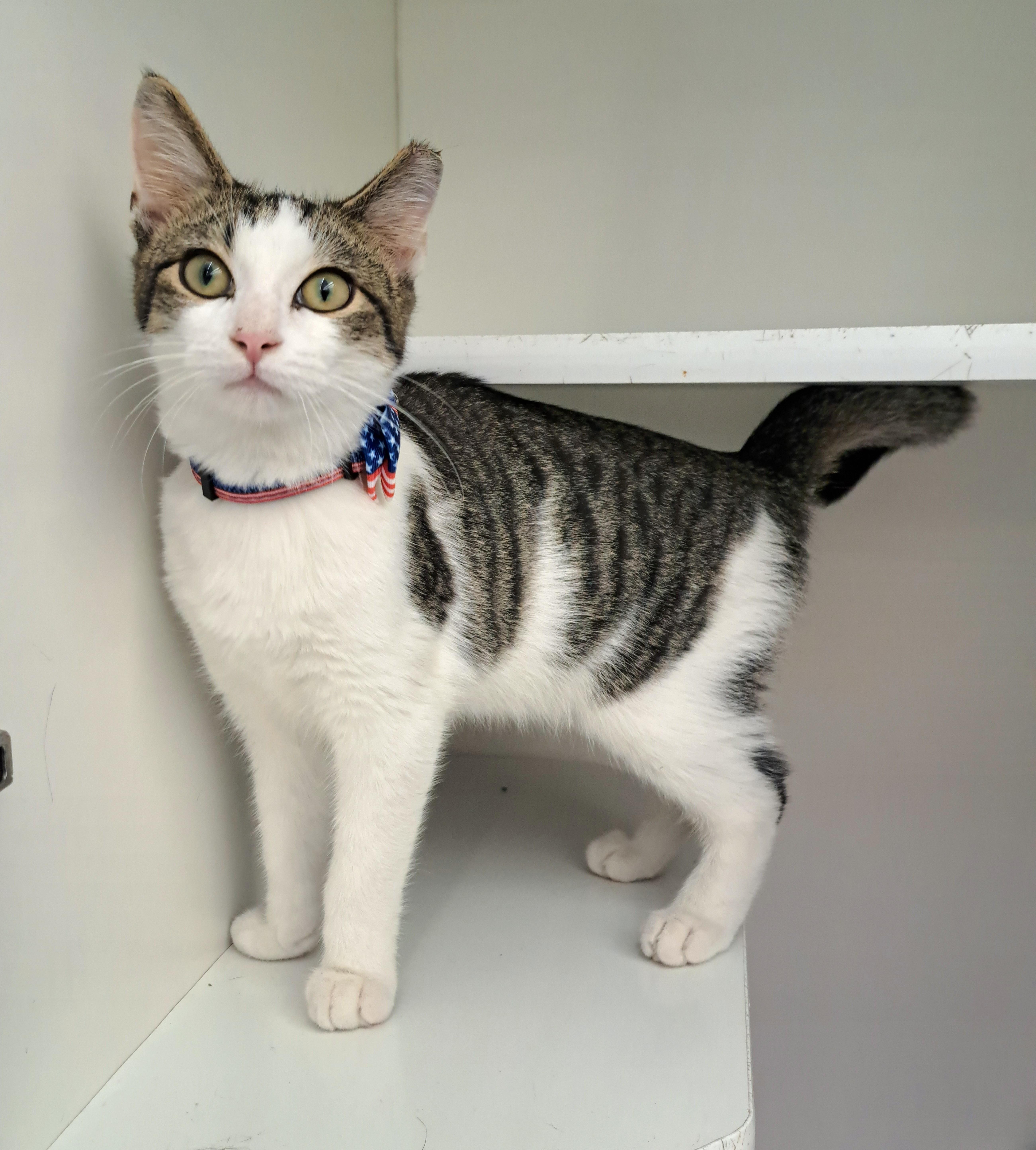 William, a ADOPTABLE Tabby in New Albany, OH image 2/6