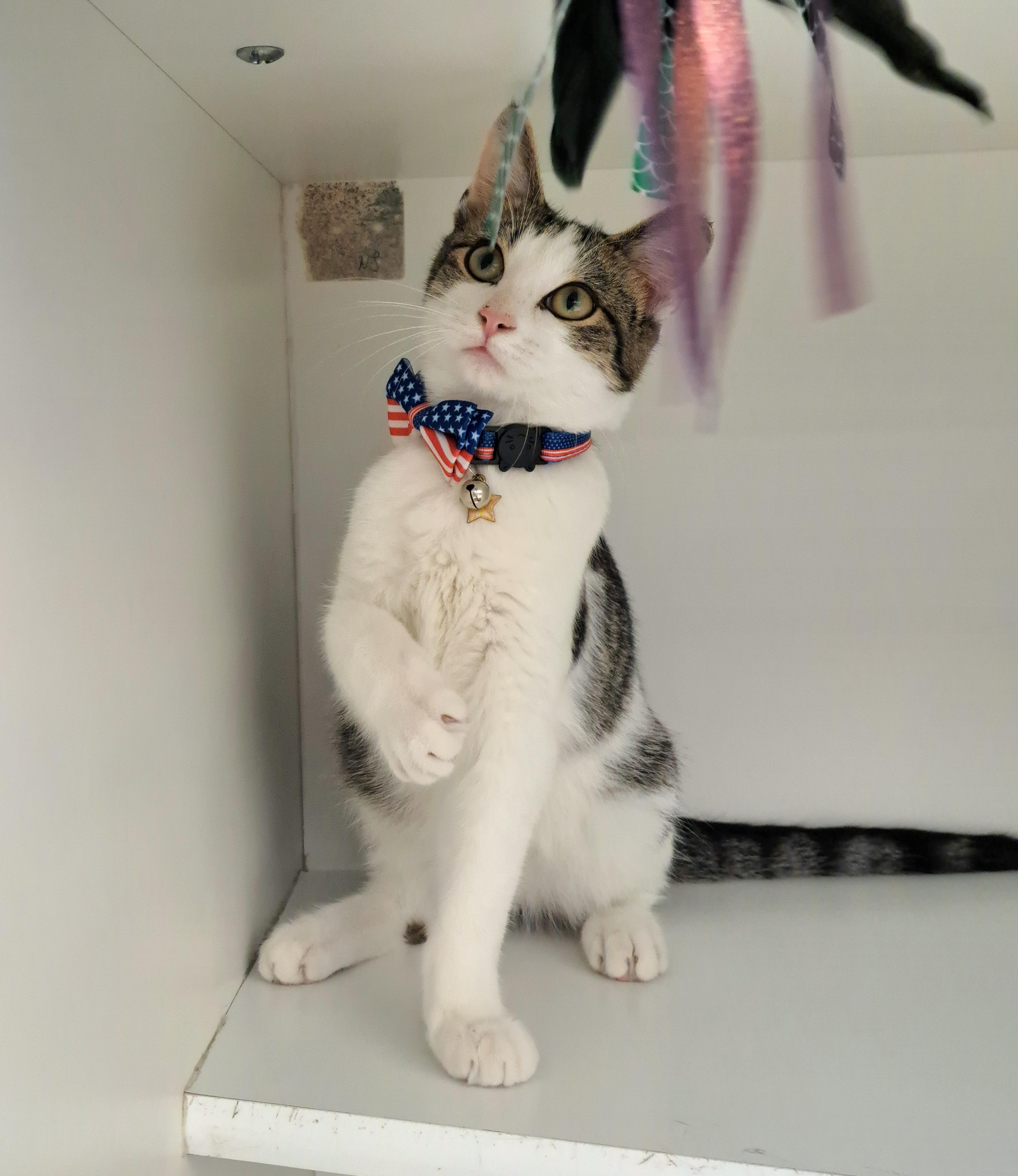 William, ADOPTABLE, Kitten Male Tabby.