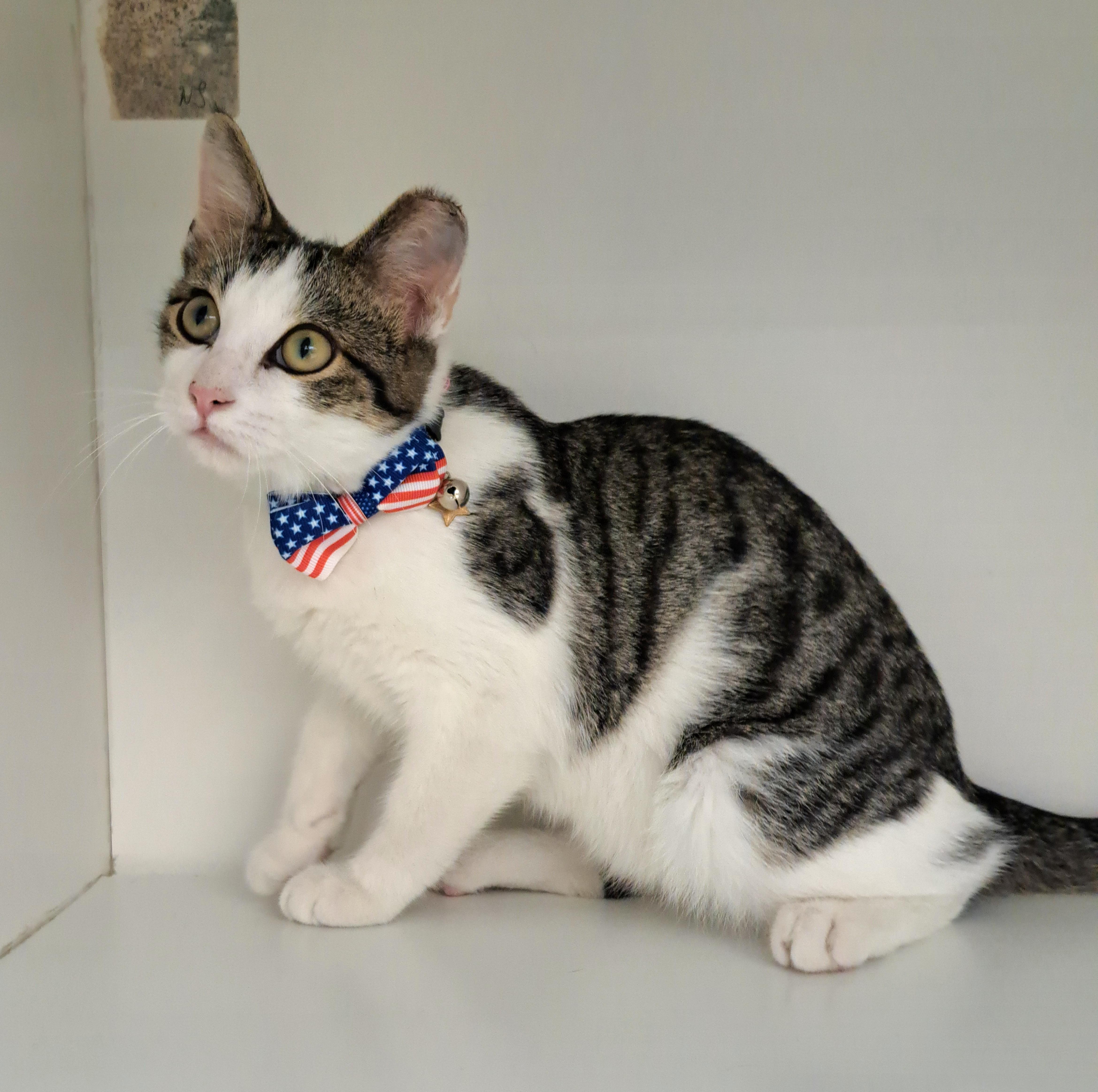 William, a ADOPTABLE Tabby in New Albany, OH image 3/6