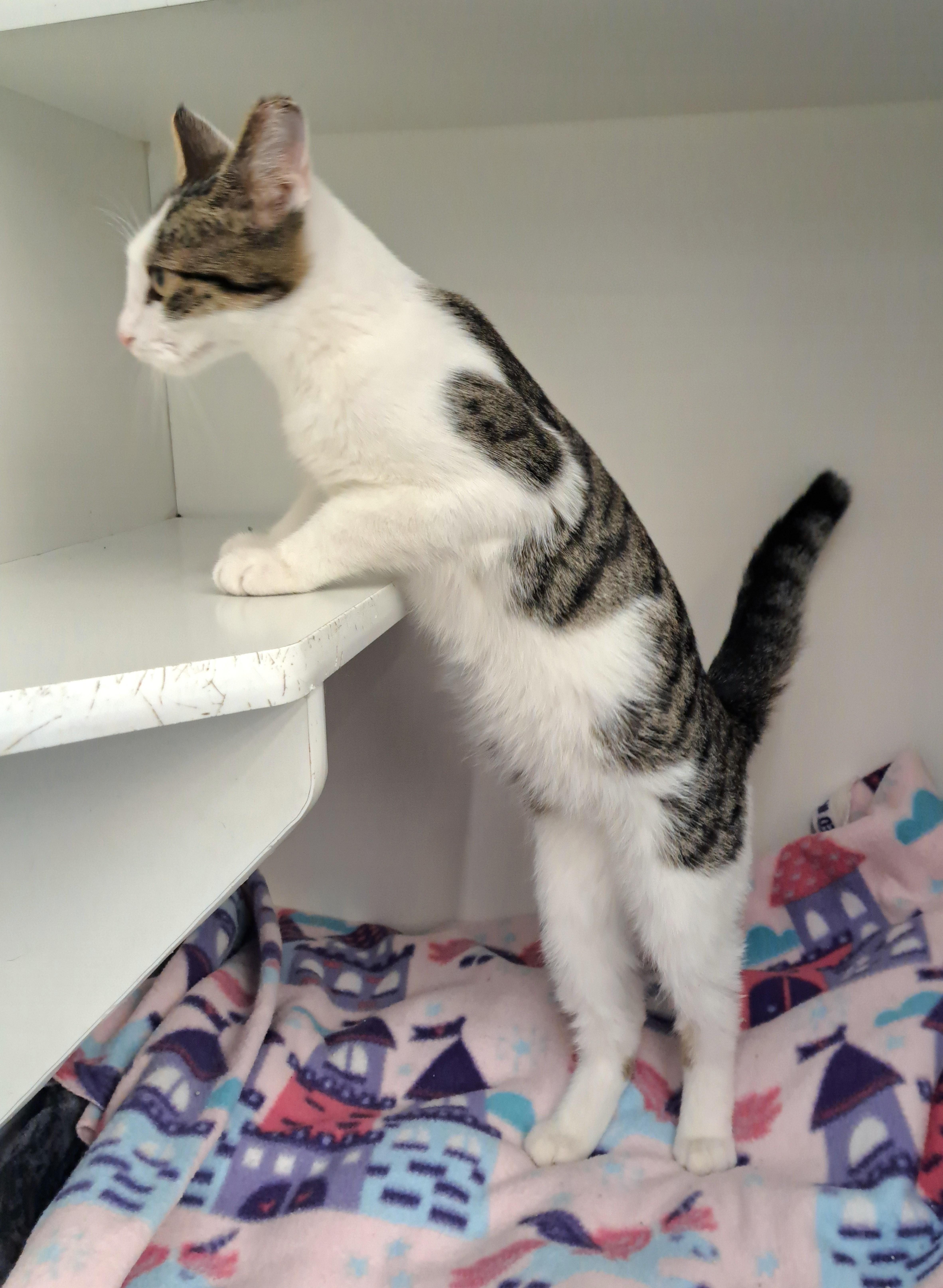 William, a ADOPTABLE Tabby in New Albany, OH image 6/6