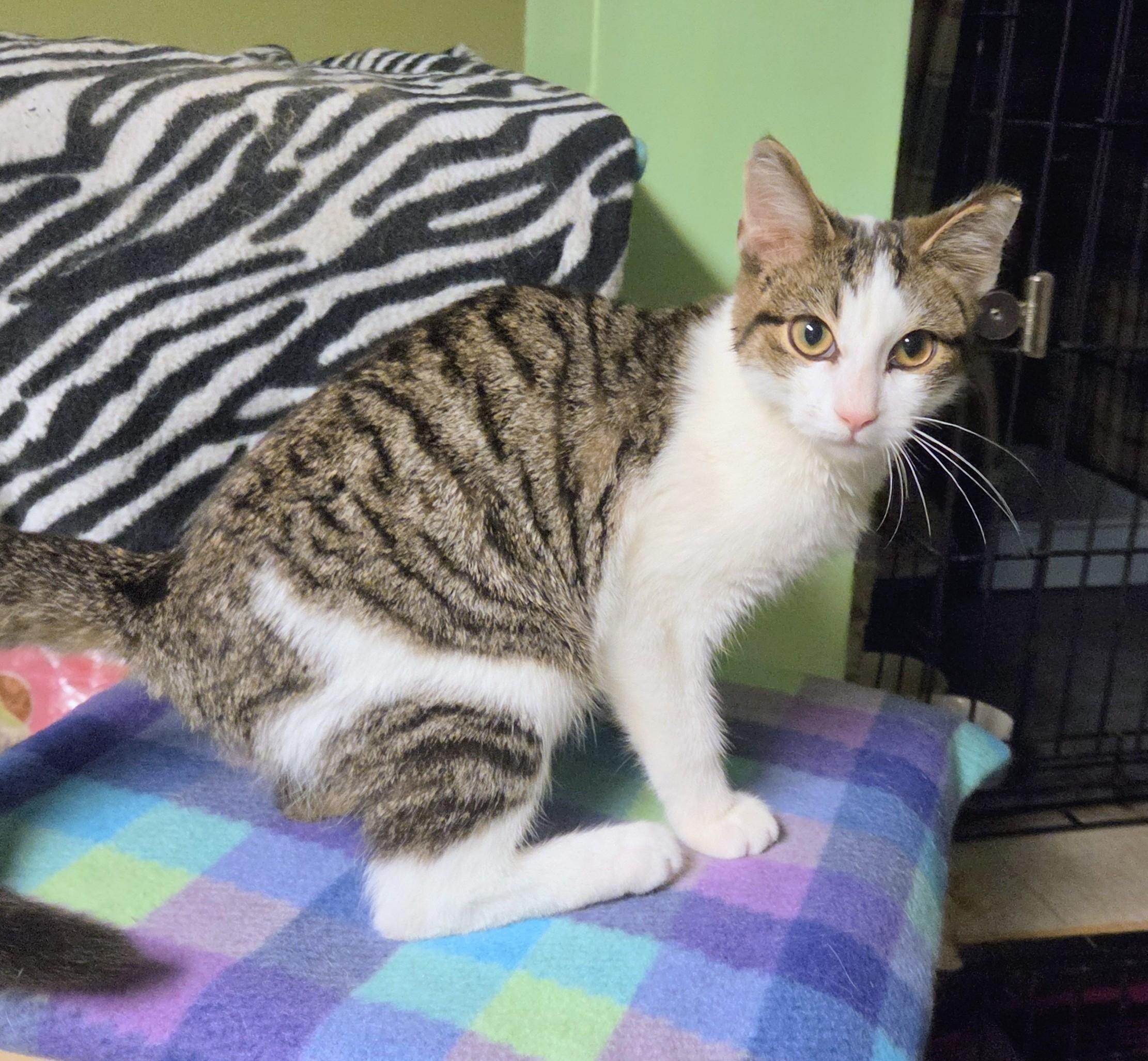 William, a ADOPTABLE Tabby in New Albany, OH image 4/6