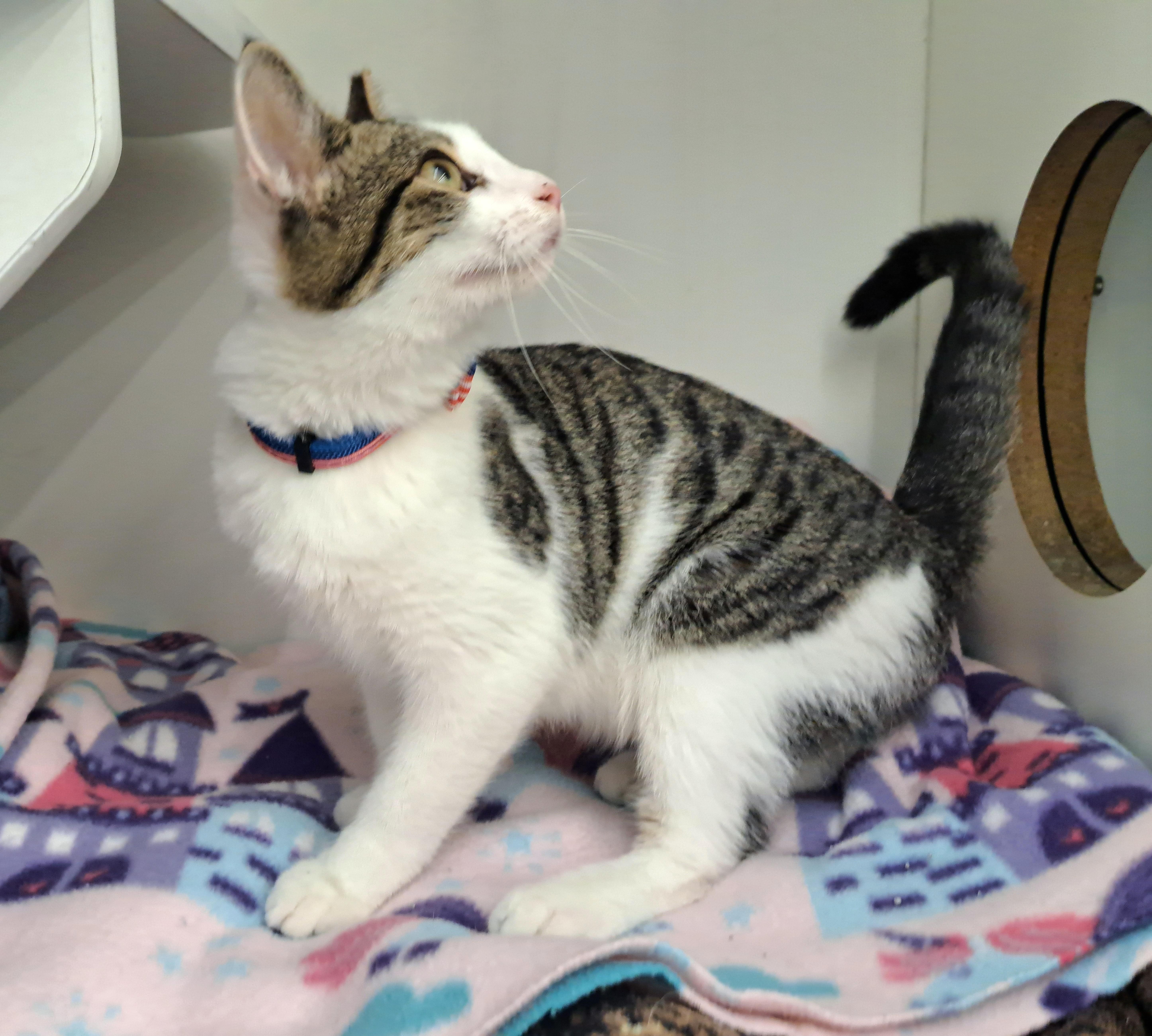 William, a ADOPTABLE Tabby in New Albany, OH image 5/6