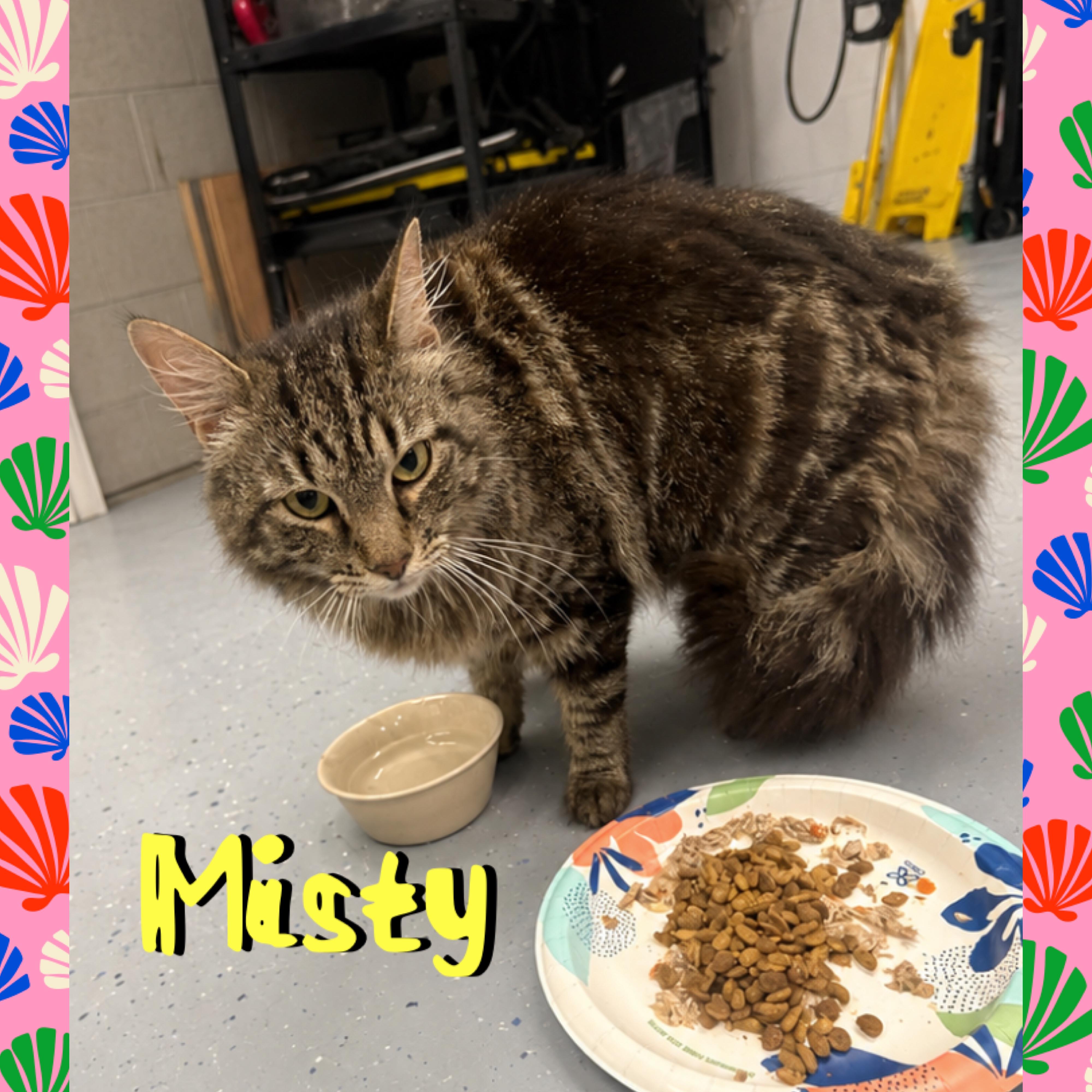 Misty, a ADOPTABLE mixed breed in Red Lodge, MT image 2/3