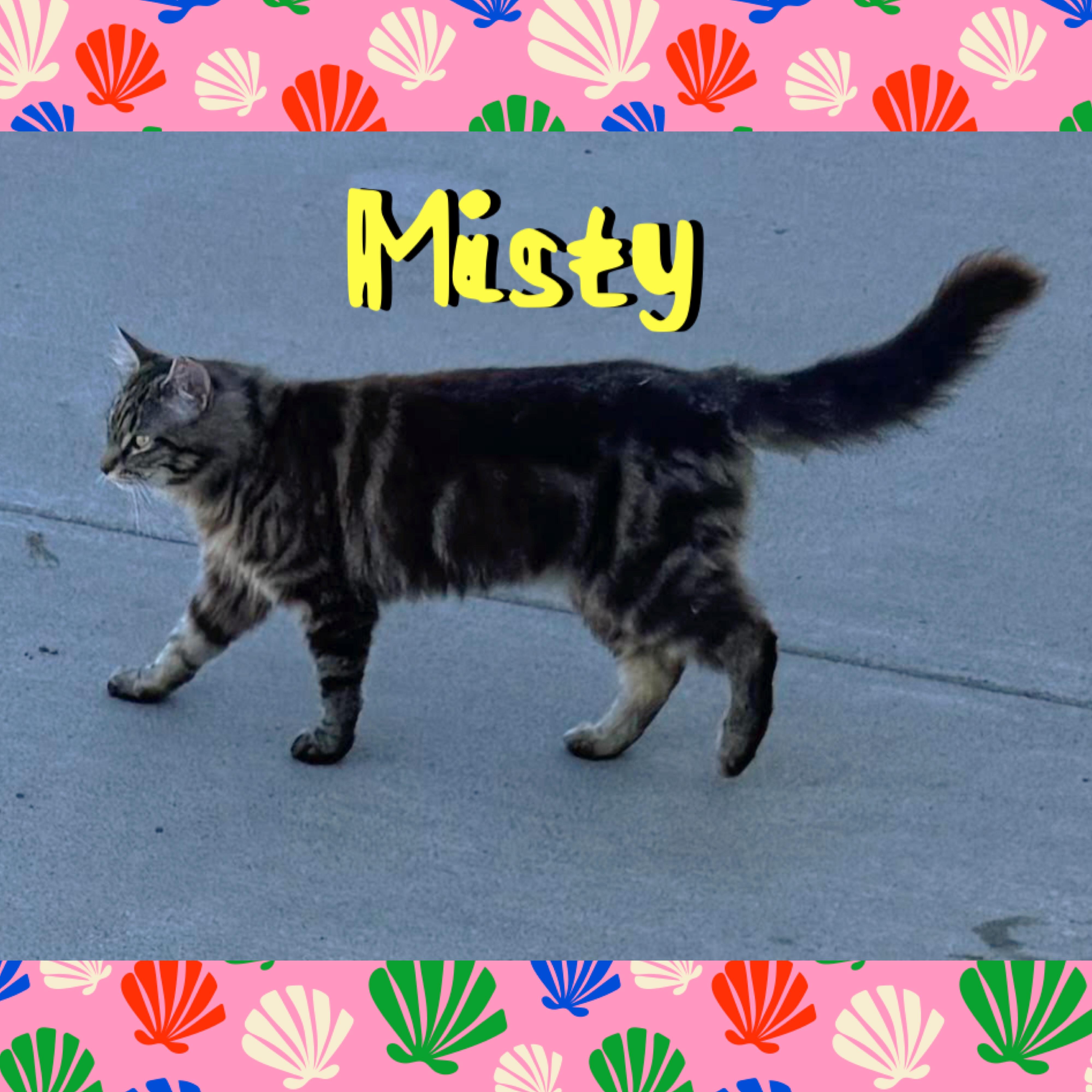 Misty, a ADOPTABLE mixed breed in Red Lodge, MT image 3/3