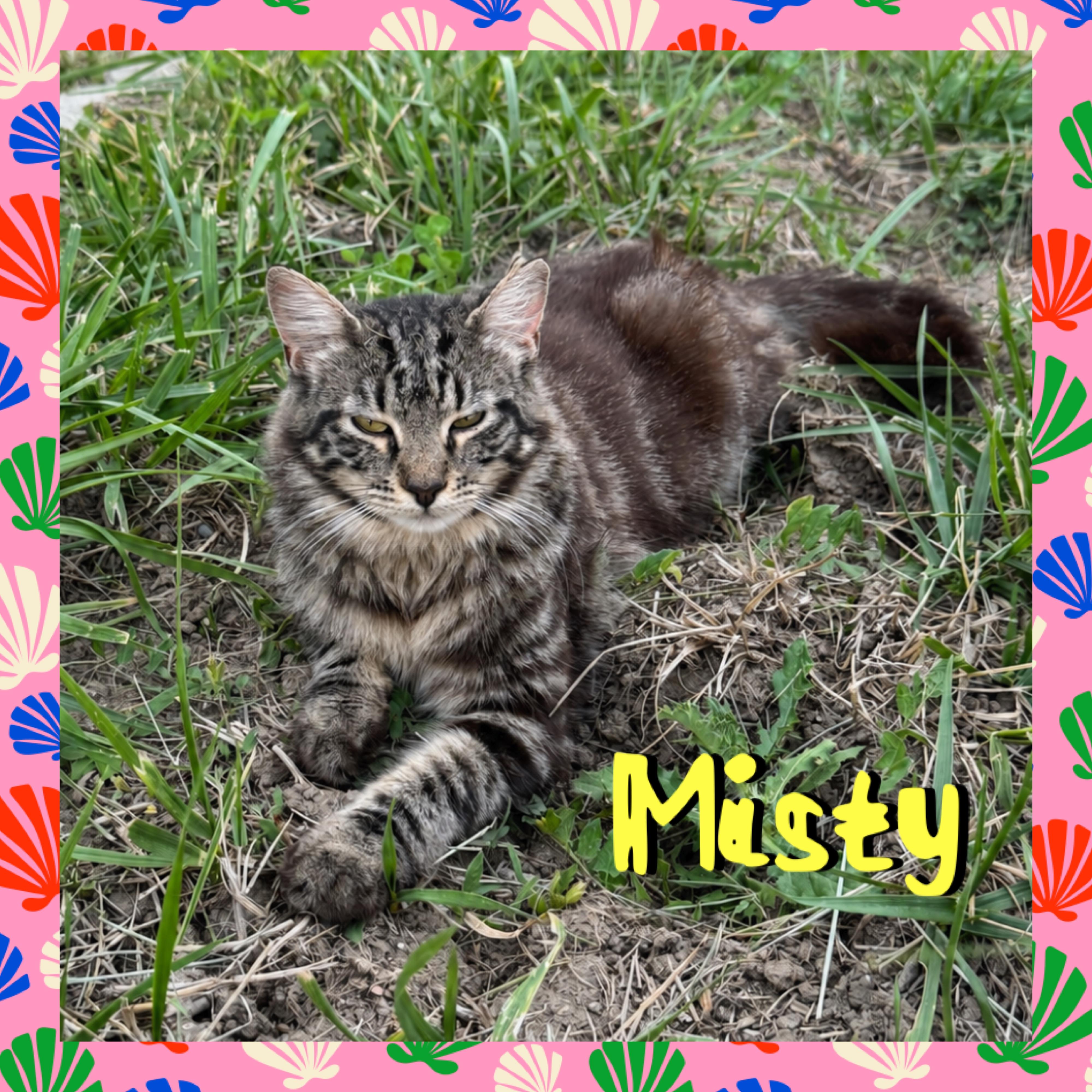 Misty, ADOPTABLE, Adult Female Domestic Long Hair.
