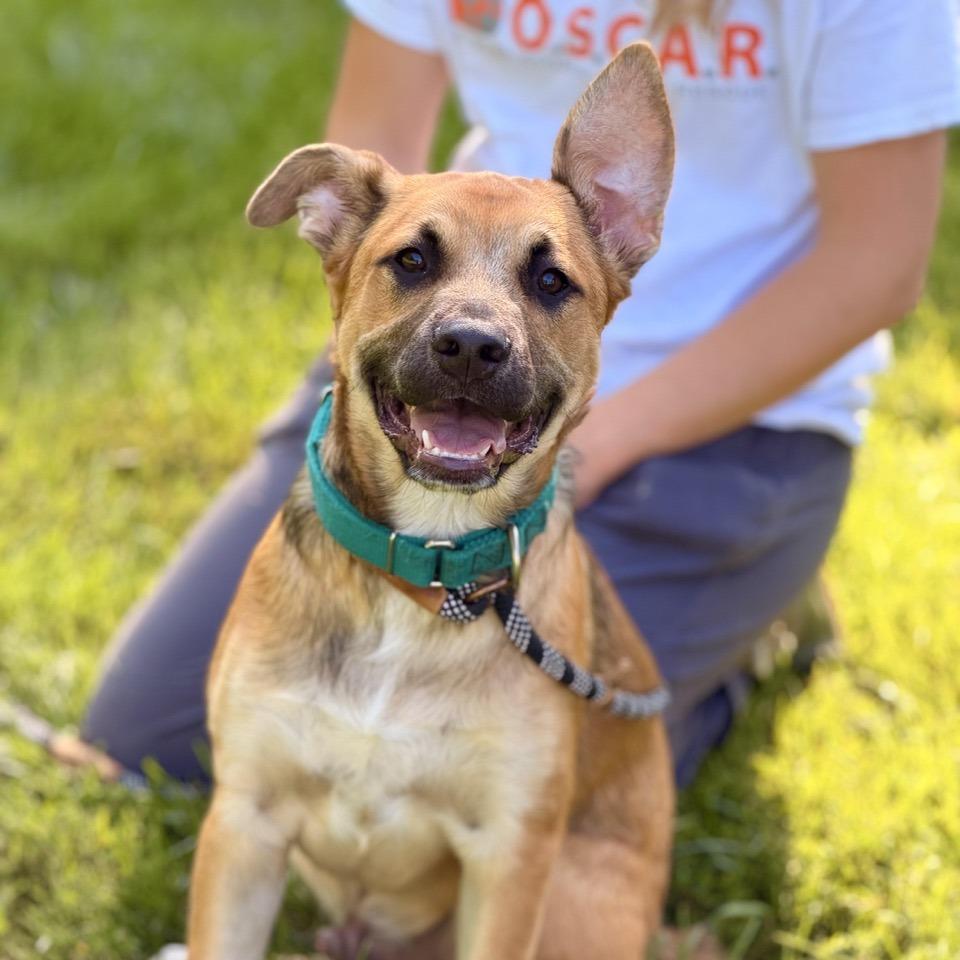 Poppi Pasquale, Adoptable, Puppy Male German Shepherd Dog & Black Mouth Cur.