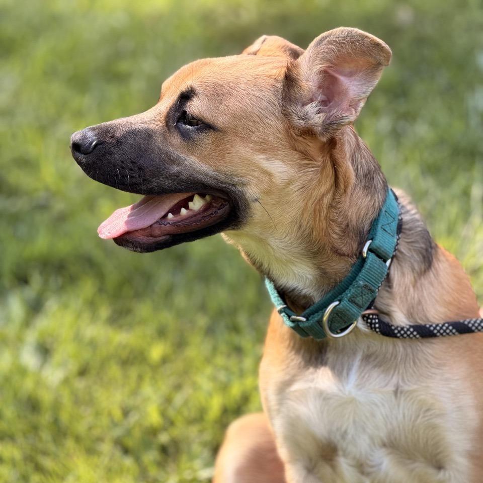 Poppi Pasquale, a Adoptable mixed breed in Sparta, NJ image 2/6