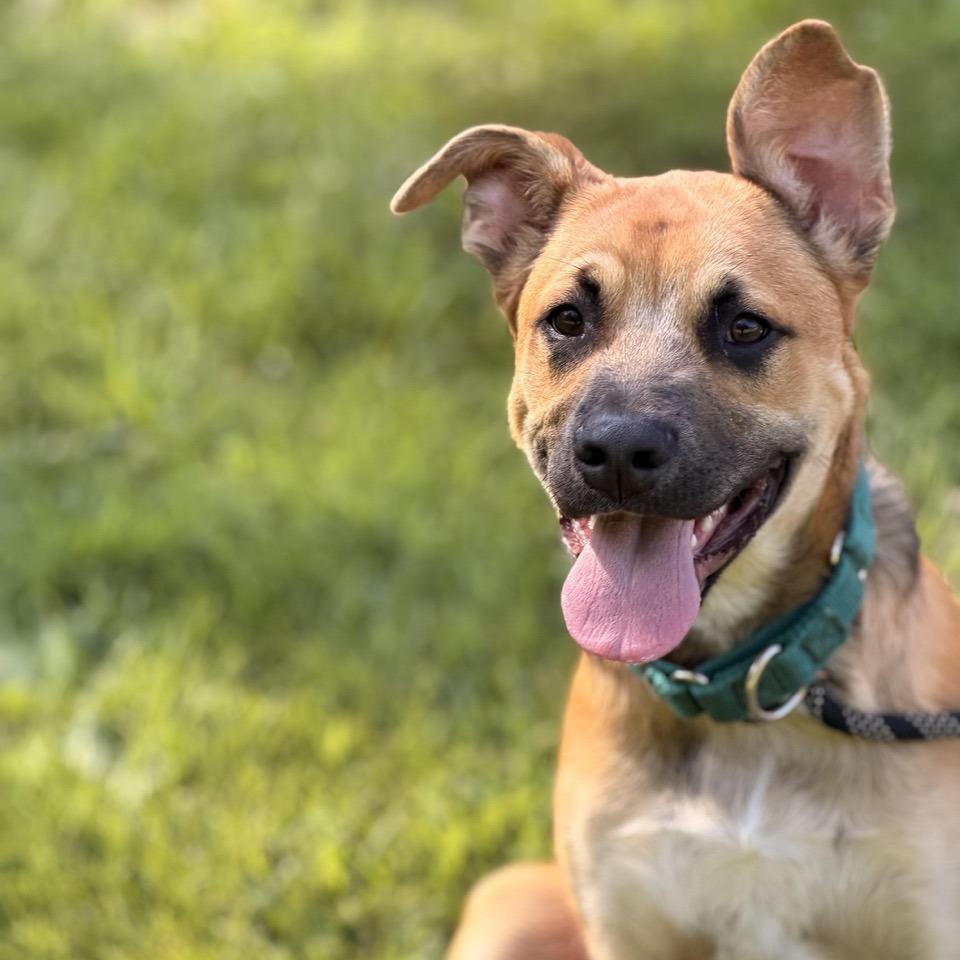 Poppi Pasquale, a Adoptable mixed breed in Sparta, NJ image 3/6