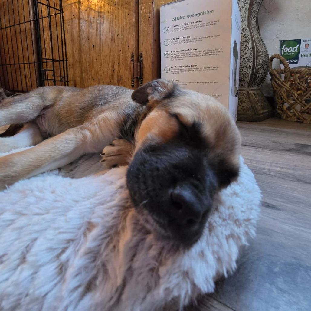 Poppi Pasquale, a Adoptable mixed breed in Sparta, NJ image 4/6
