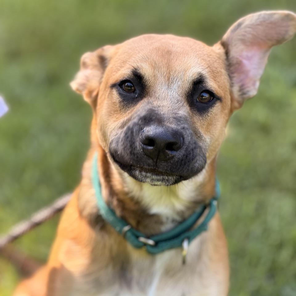 Poppi Pasquale, a Adoptable mixed breed in Sparta, NJ image 5/6