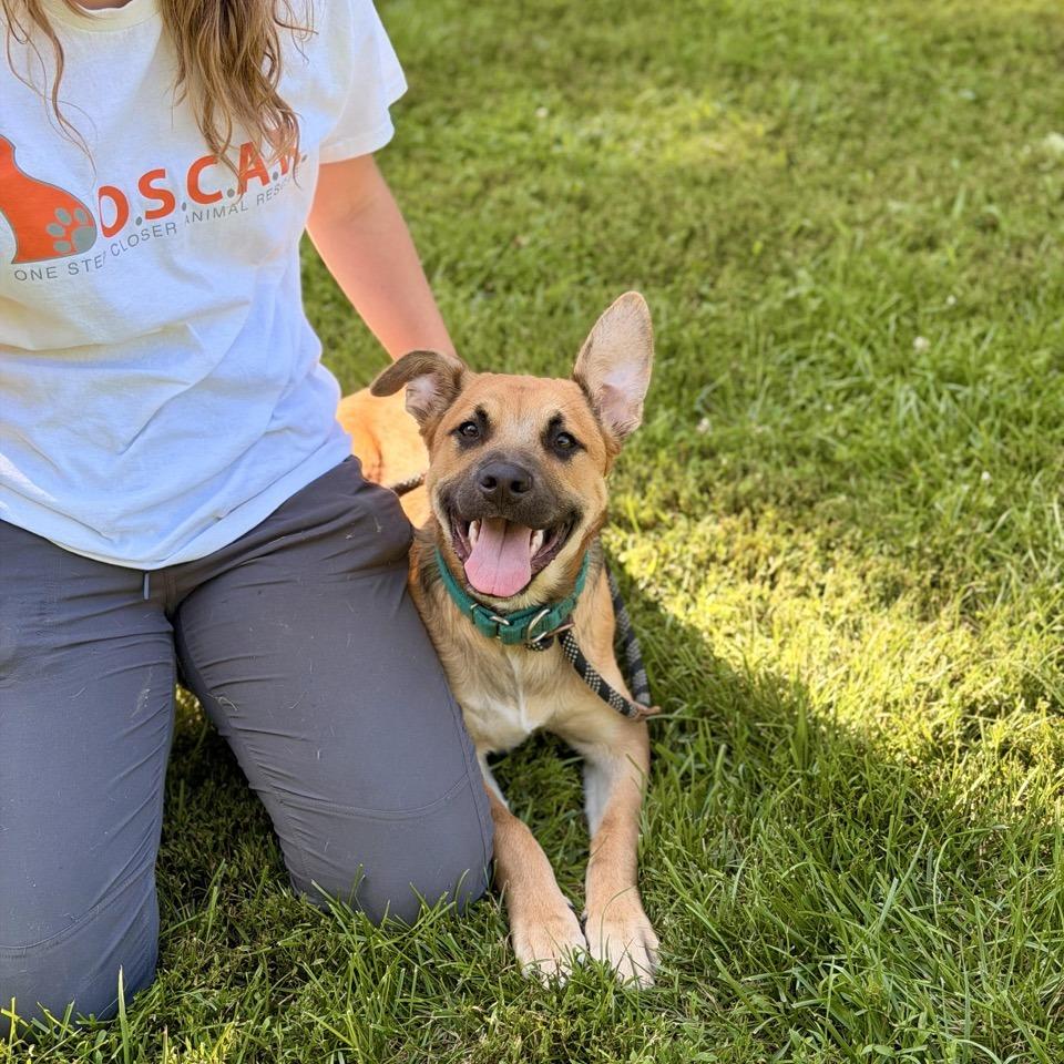 Poppi Pasquale, a Adoptable mixed breed in Sparta, NJ image 6/6