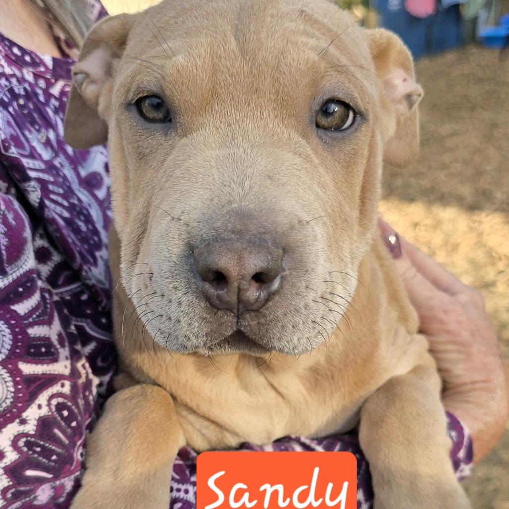 Sandy (Coopers Corner), Adoptable, Puppy Female Shar-Pei & Feist.