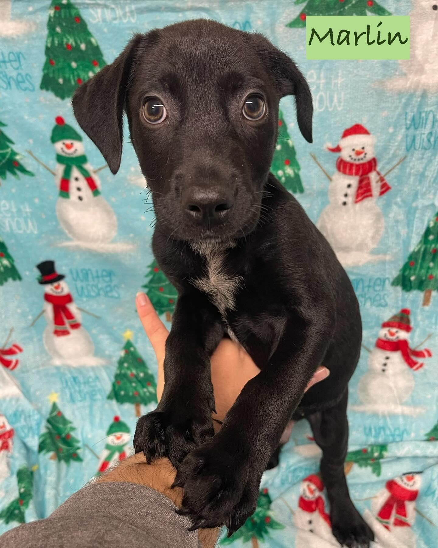 Enlarge Marlin, a Adoptable Mixed Breed in Rock Hill, NY image 1/2