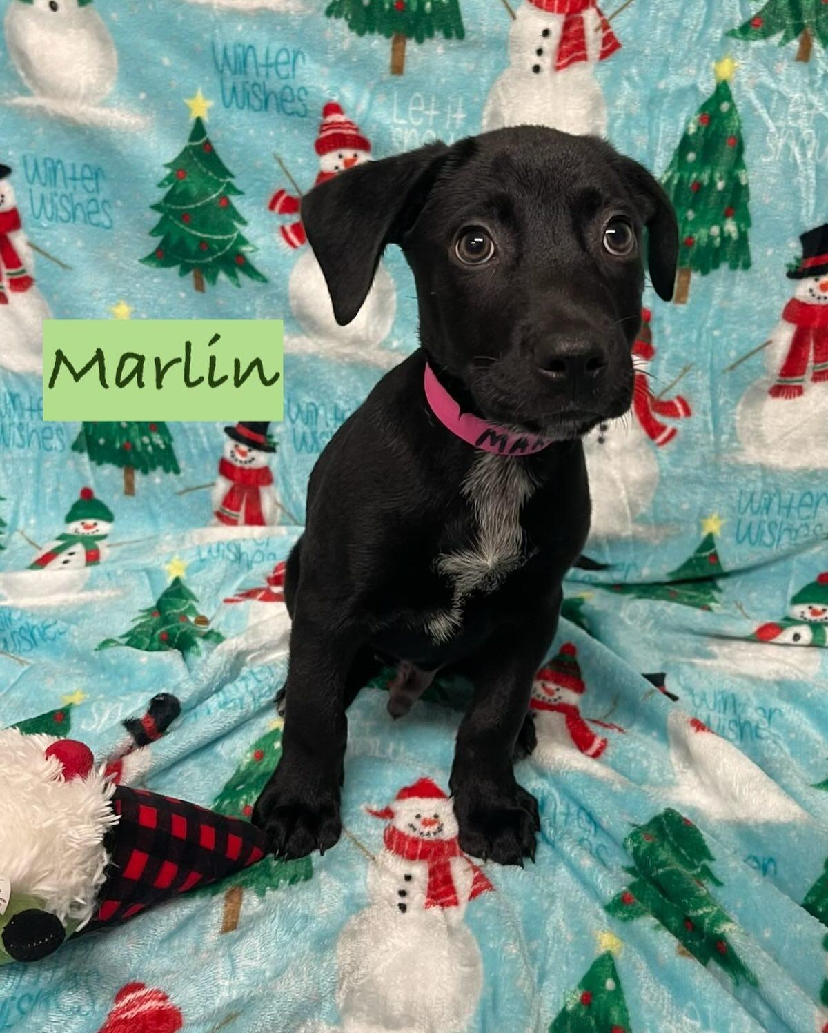Enlarge Marlin, a Adoptable Mixed Breed in Rock Hill, NY image 2/2