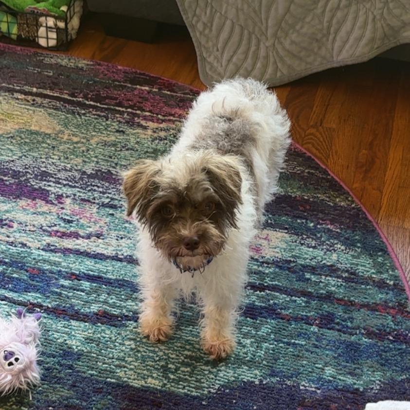 Maci, Adoptable, Adult Female Poodle & Mixed Breed.