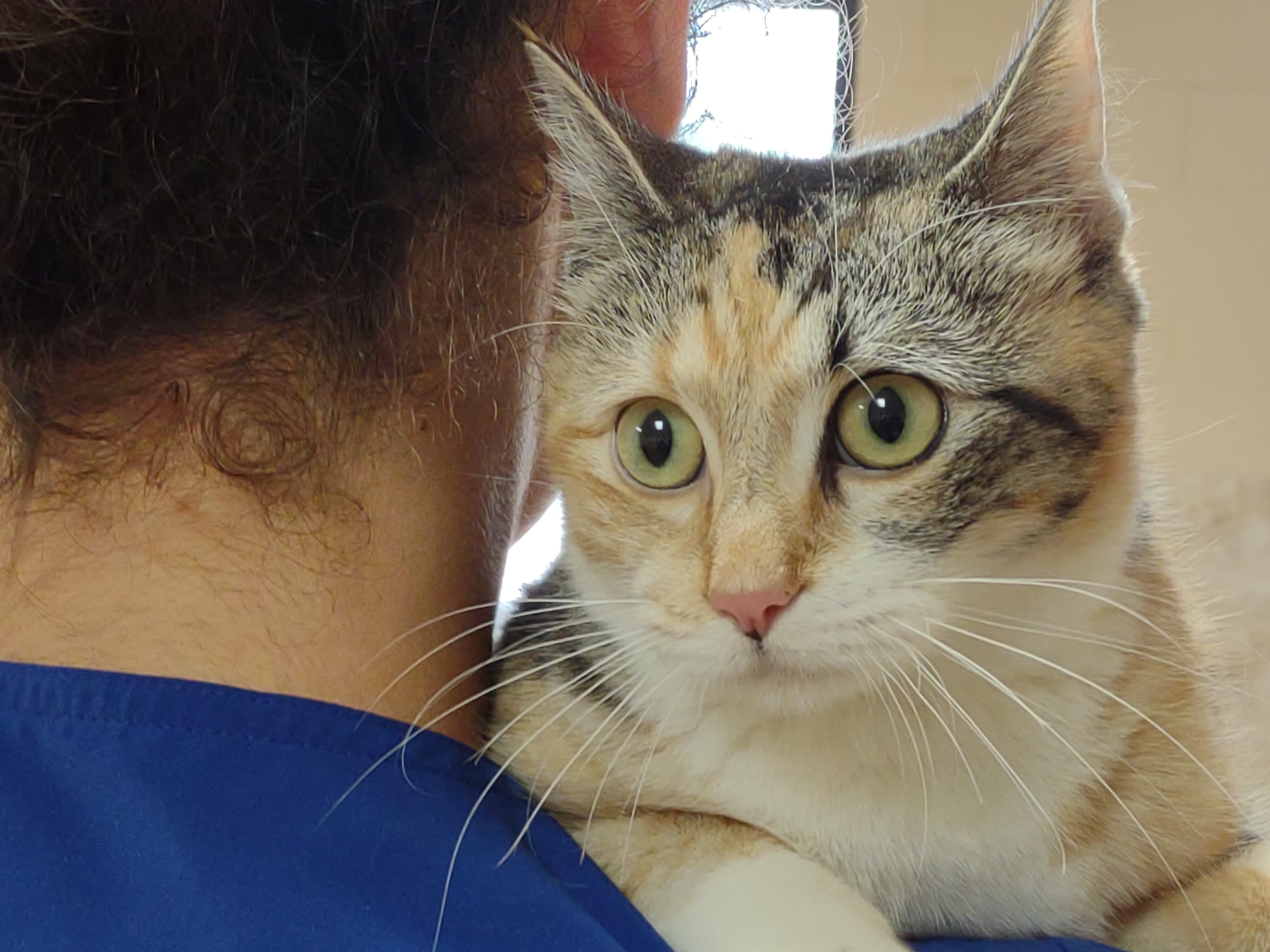 Luna, a Adoptable mixed breed in Houston, TX image 1/4