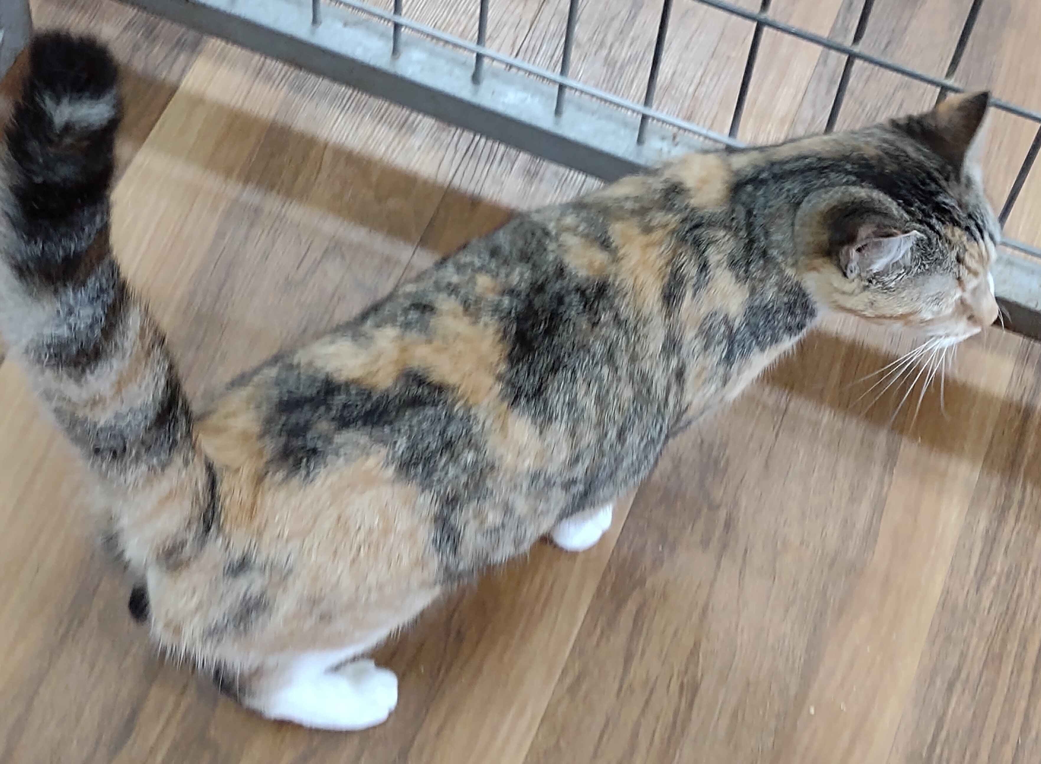 Luna, a Adoptable mixed breed in Houston, TX image 2/4