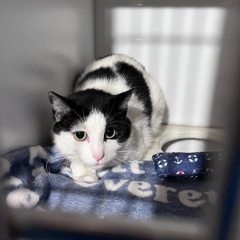 Itaska, Adoptable, Adult Female Domestic Short Hair.