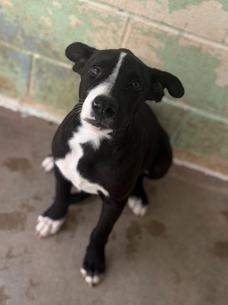 Blaze, Adoptable, Puppy Male Border Collie & Labrador Retriever.