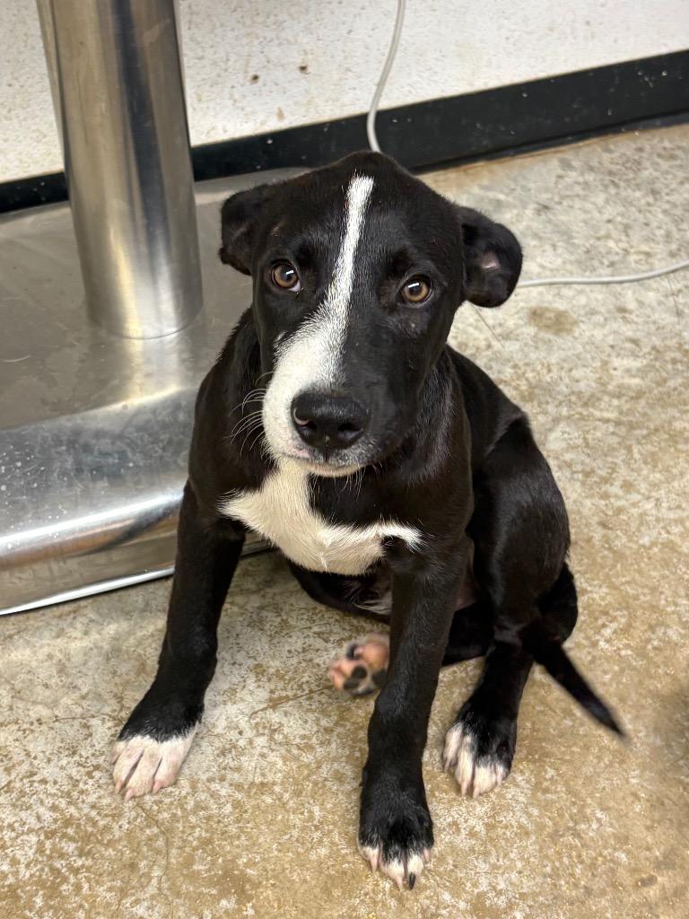 Enlarge Blaze, a Adoptable mixed breed in Lockhart, TX image 2/2