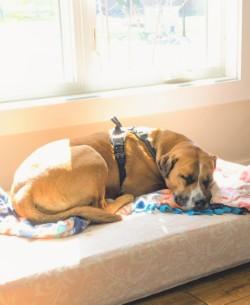 Coco, a ADOPTABLE mixed breed in Farmington, MN image 1/2