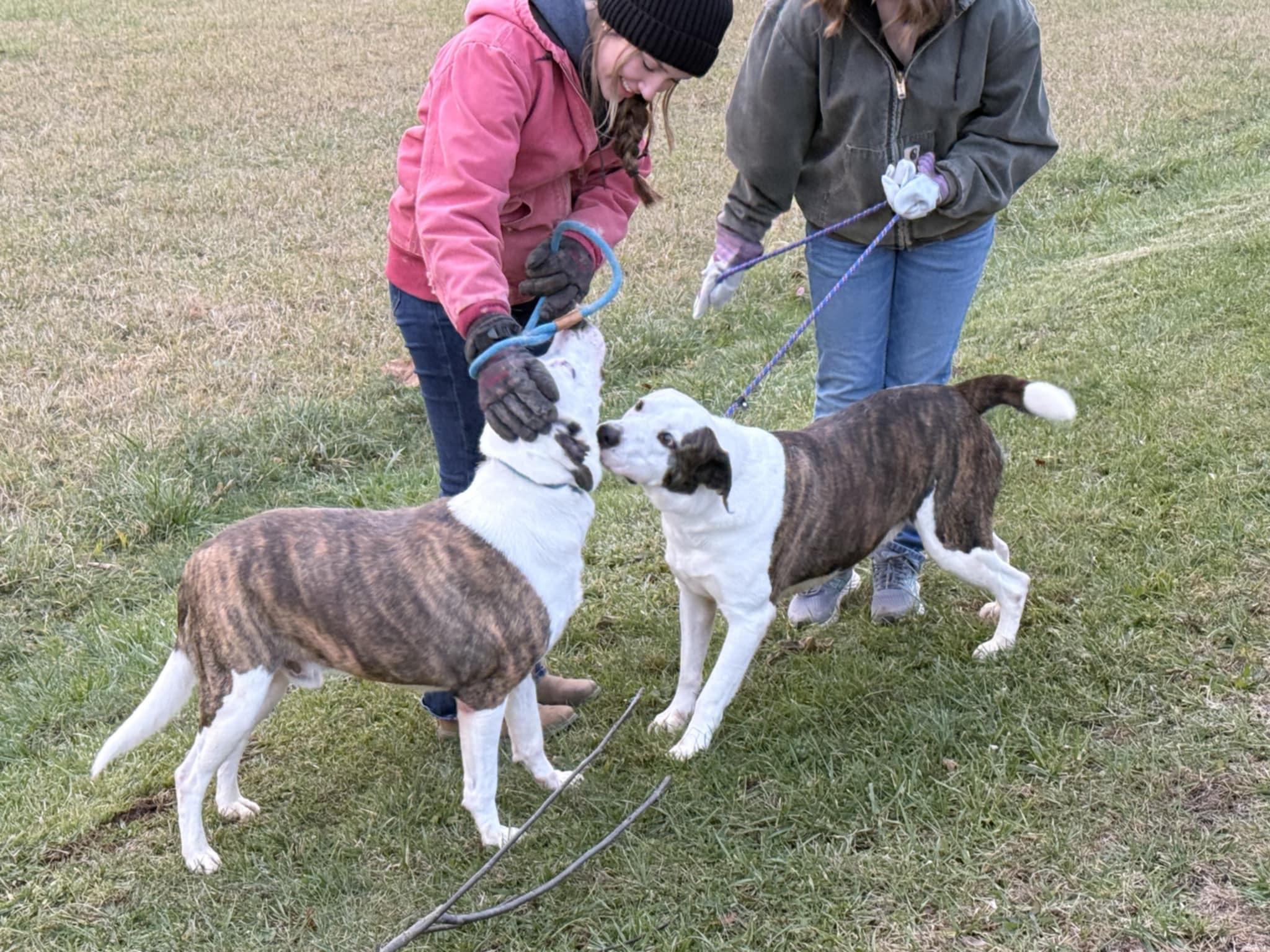 Enlarge Allester, a Adoptable mixed breed in Elizabeth, WV image 1/3