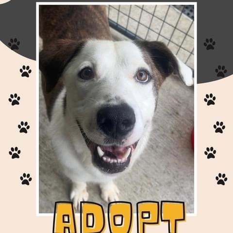 Enlarge Allester, a Adoptable mixed breed in Elizabeth, WV image 2/3