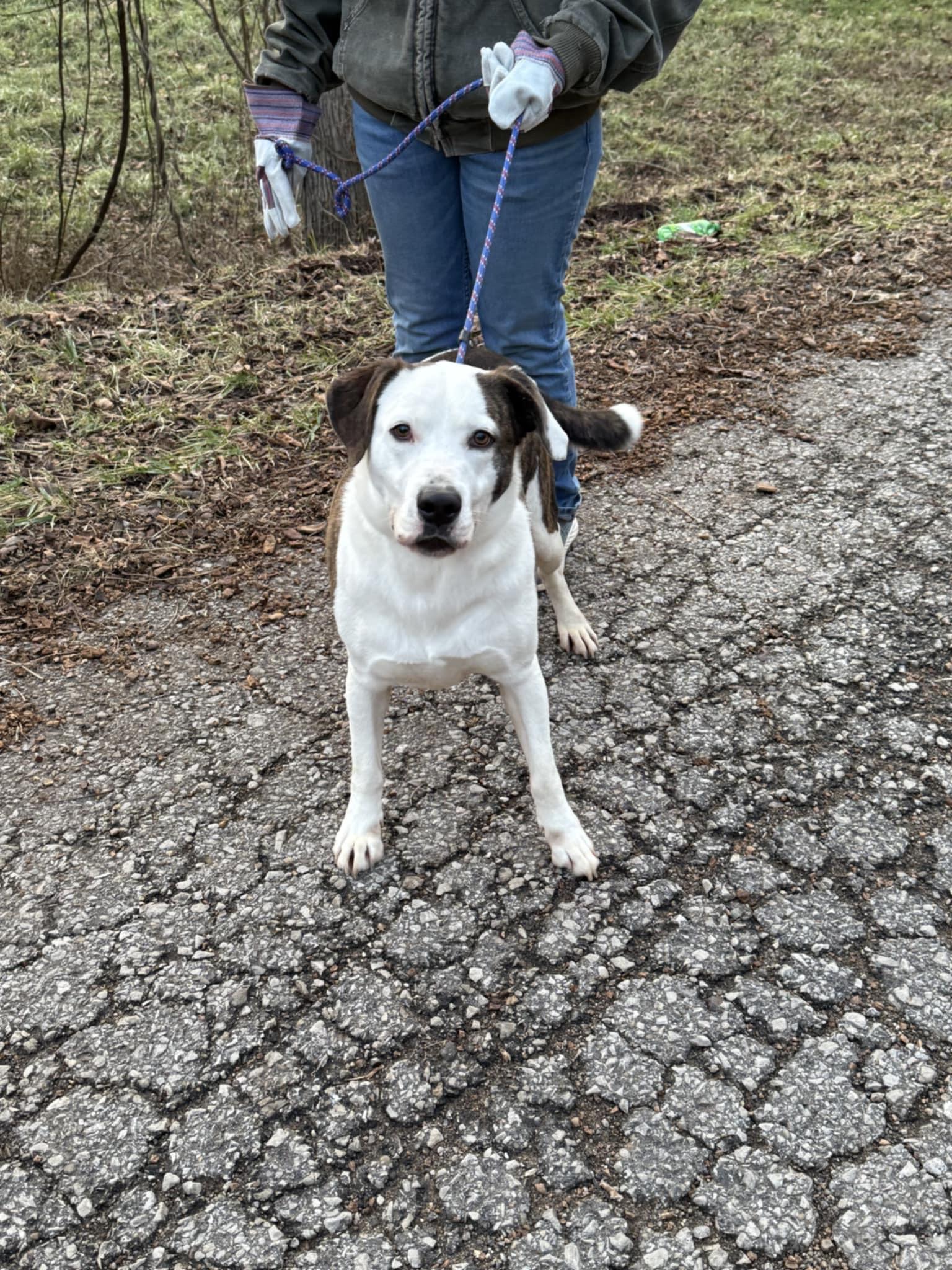 Enlarge Allester, a Adoptable mixed breed in Elizabeth, WV image 3/3