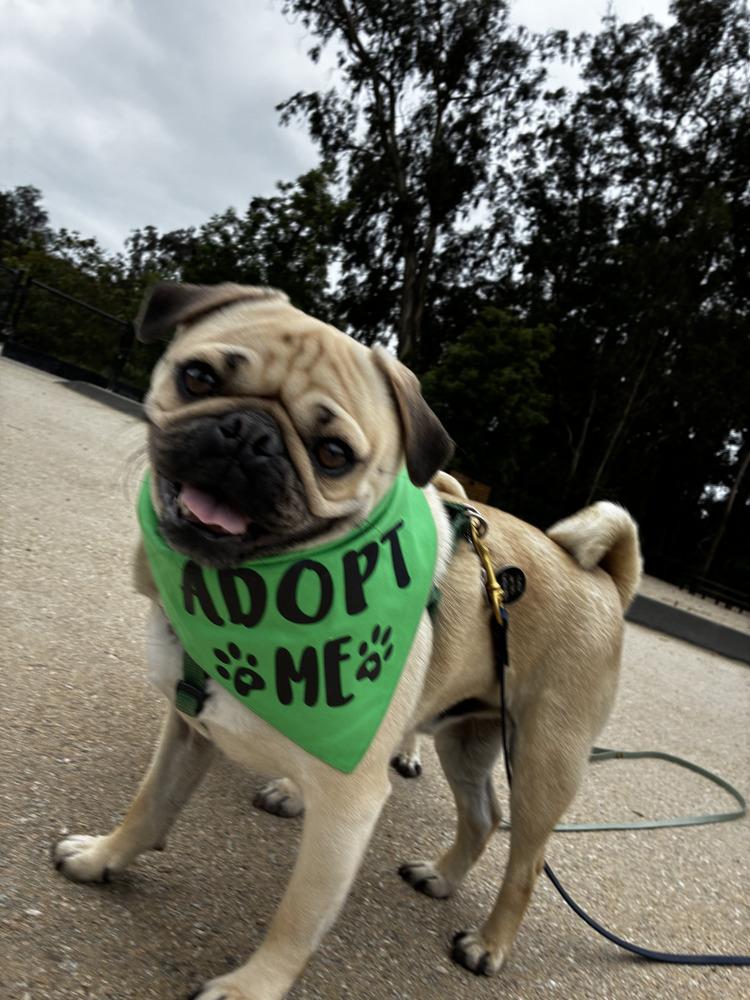 Jerry, Adoptable, Adult Male Pug.